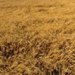 फसल प्रभावित होने पर किसान 72 घंटे के भीतर 14447 पर दें सूचना